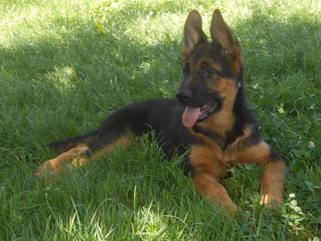 chiot Berger Allemand Du Grand Bois Es Loup