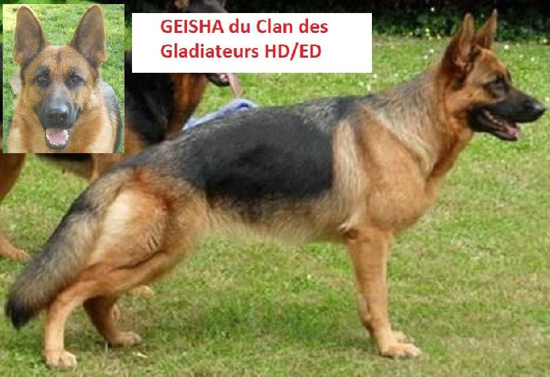 Geisha du clan des gladiateurs