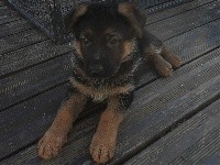 CHIOT