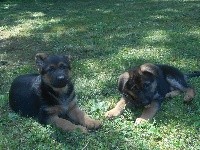 CHIOT